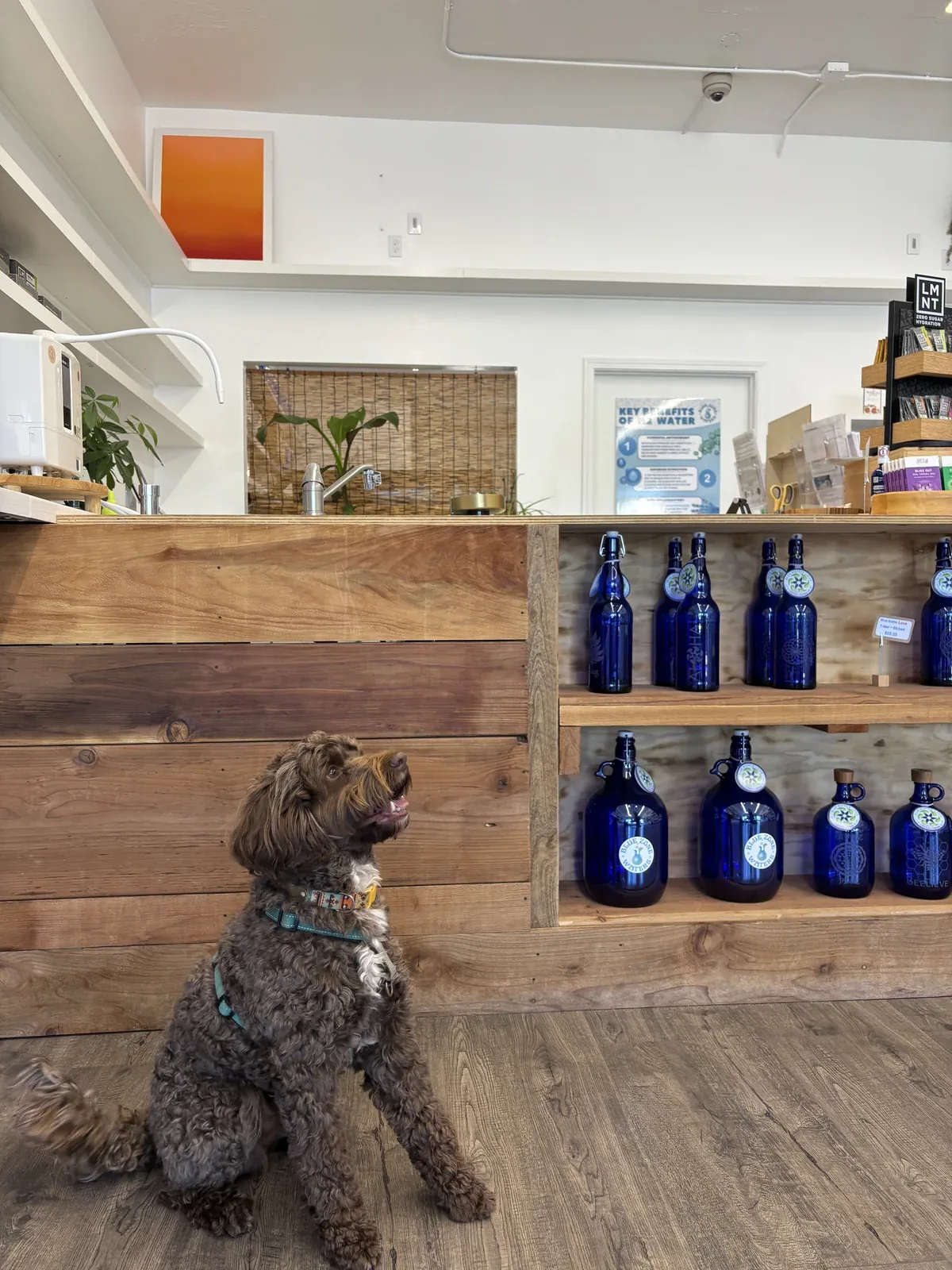 Store dog and water bottle display at West Side Water Store